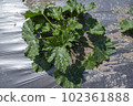 zucchini  102361888