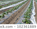 zucchini  102361889