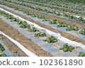 zucchini  102361890