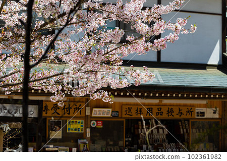 EOSR6. Hiroshima Miyajima, cherry blossoms at Daishoin. EOSR6. Hiroshima Miyajima, cherry blossoms at Daishoin. 102361982