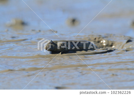 Arao City, Ariake Sea, Mutsugoro, Arao City, Ariake Sea, Mutsugoro, 102362226