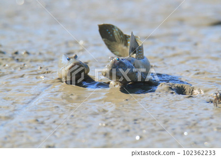 Arao City, Ariake Sea, Mutsugoro, 102362233