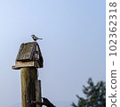 Illustration of a bird announcing the morning on a birdhouse 102362318