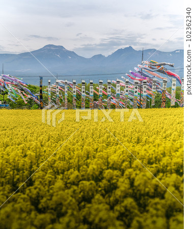 Rapeseed field and carp streamers at Nasu Heartful Farm, Nasu Town, Tochigi Prefecture 102362340