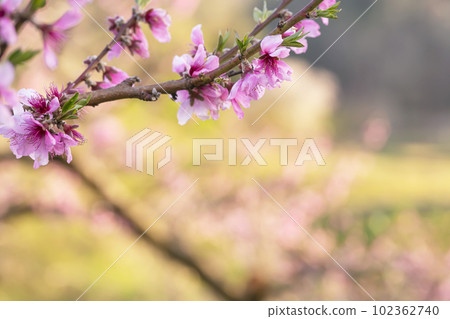 230422 Peach blossom g018 230422 Peach blossom g018 102362740