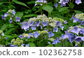  Gaku hydrangea 102362758