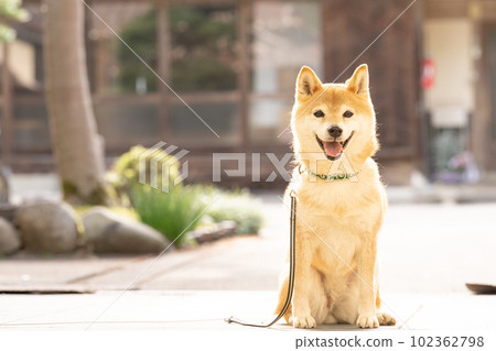 Shiba Inu sitting in front of a Japanese house Shiba Inu in shedding season 102362798