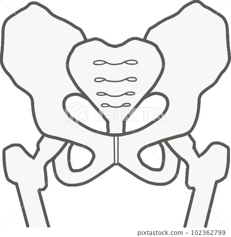 Pelvic illustration 102362799
