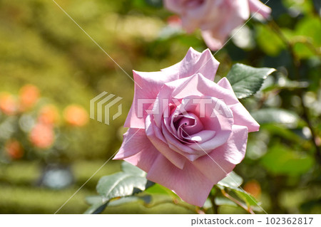 Light purple rose flower against greenery 102362817