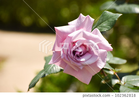 Light purple rose flower against greenery Light purple rose flower against greenery 102362818