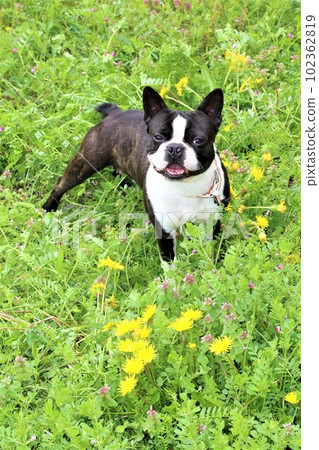 Mighty, a Boston terrier staring cutely in a spring field with blooming dandelions♡ 102362819
