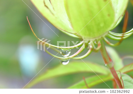 Fresh green plants and water droplets 102362992