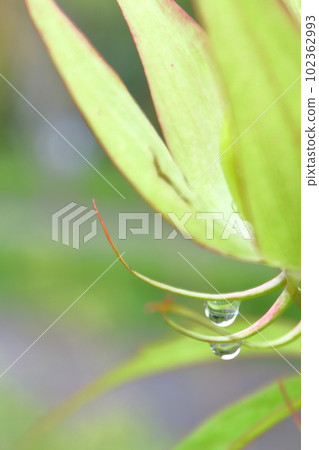 Fresh green plants and water droplets Fresh green plants and water droplets 102362993