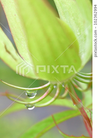 新鮮的綠色植物和水滴 新鮮的綠色植物和水滴 102362994