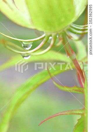新鮮的綠色植物和水滴 新鮮的綠色植物和水滴 102362995