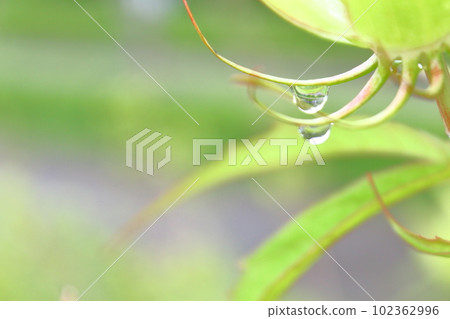 新鮮的綠色植物和水滴 新鮮的綠色植物和水滴 102362996