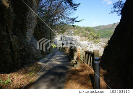 君町坂的巨石與櫻花 君町坂的巨石與櫻花 102363115