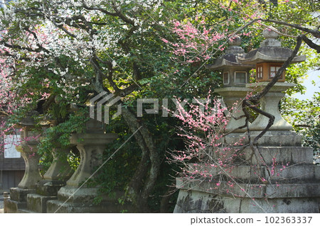 Kitano Tenman-gu的李子 102363337