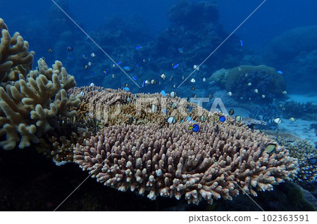 大堡礁珊瑚礁和魚類 大堡礁珊瑚礁和魚類 102363591