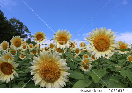 Sunflower flower with the image of the height of summer Sunflower flower with the image of the height of summer 102363744