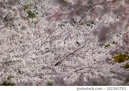 EOSR6.Hiroshima Miyajima, densely spread cherry blossoms. EOSR6.Hiroshima Miyajima, densely spread cherry blossoms. 102363783
