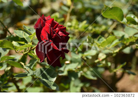 A crimson rose that shines in green 102363872