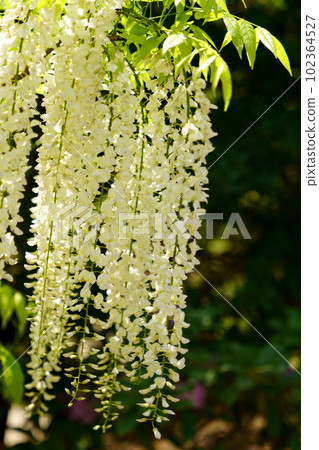 華麗的白紫藤 華麗的白紫藤 102364527