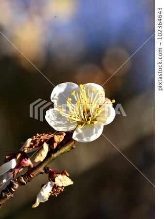 White plum 102364643