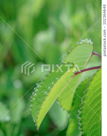 生態形象_帶著晨露的伯內特風景 生態形象_帶著晨露的伯內特風景 102364648