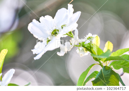 The beautiful white flowers of Ryukyubaikatsugi blooming at the Iwate Agricultural High School where Kenji Miyazawa studied, currently the Faculty of Agriculture at Iwate University. The beautiful white flowers of Ryukyubaikatsugi blooming at the Iwate Agricultural High School where Kenji Miyazawa studied, currently the Faculty of Agriculture at Iwate University. 102364717