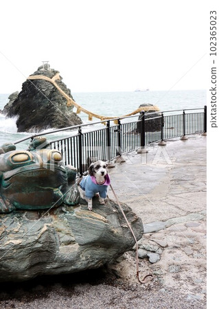 已婚夫婦岩石和寵物狗 已婚夫婦岩石和寵物狗 102365023