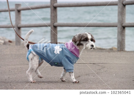 已婚夫婦岩石和寵物狗 已婚夫婦岩石和寵物狗 102365041