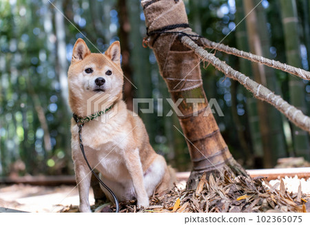 Shiba Inu playing in the bamboo grove Bamboo shoots and Shiba Inu Cute Shiba Inu 102365075