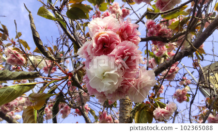 Double cherry blossoms Double cherry blossoms 102365088