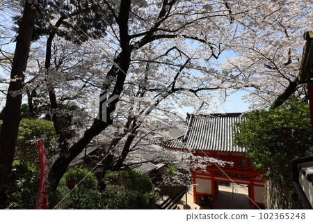 Kinuiidaji 102365248