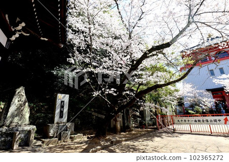 Kinuiidaji Kinuiidaji 102365272