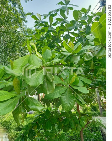 Close up view of tropical almond plant with green leaves  102365282