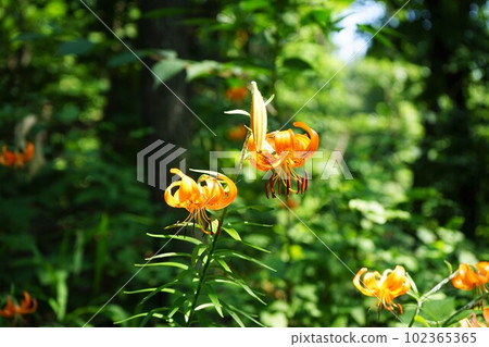 full-bloomed tiger lilly facing the ground 102365365