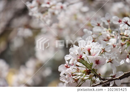 Kimiidera Kimiidera 102365425