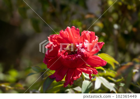 Peonies in full bloom and May sunshine Peonies in full bloom and May sunshine 102365449