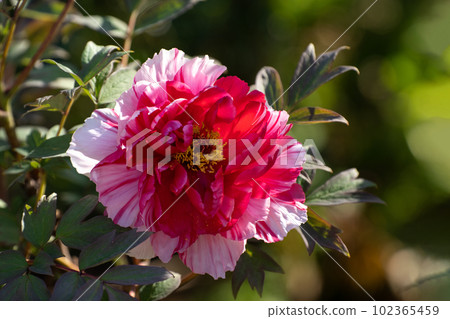 Peonies in full bloom and May sunshine 102365459