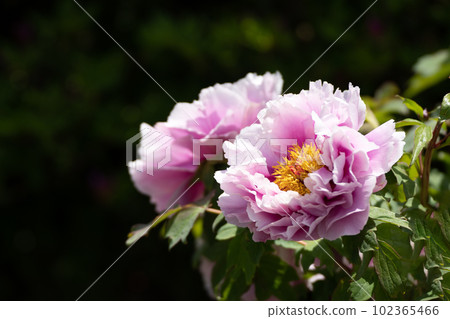 盛開的牡丹和五月的陽光 102365466