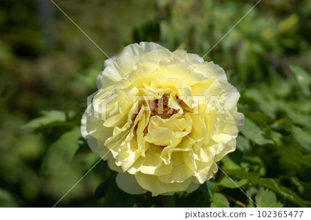 Peonies in full bloom and May sunshine 102365477