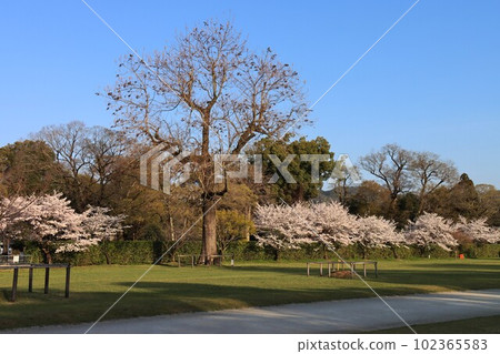 Kamigamo Shrine的櫻花 Kamigamo Shrine的櫻花 102365583