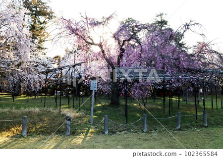 Kamigamo Shrine的櫻花 Kamigamo Shrine的櫻花 102365584