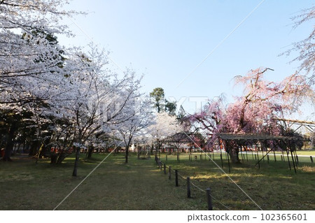 Cherry blossoms at Kamigamo Shrine 102365601