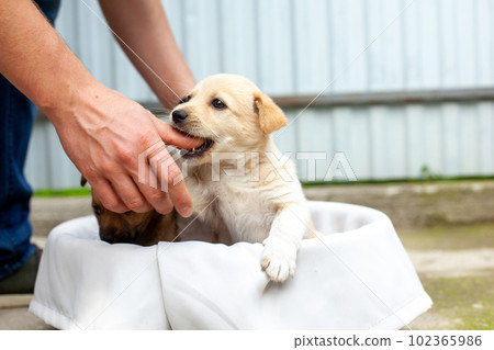 small cute dog in the yard small cute dog in the yard 102365986