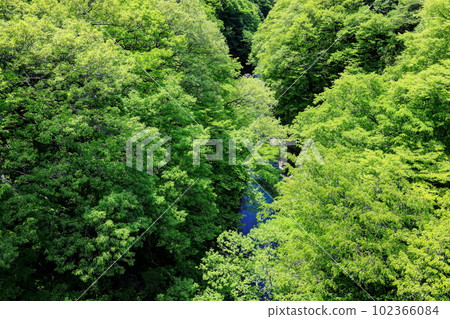 Shogun Valley of the fresh green 102366084