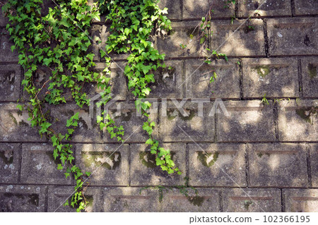 爬在擋土牆上的綠色常春藤 102366195