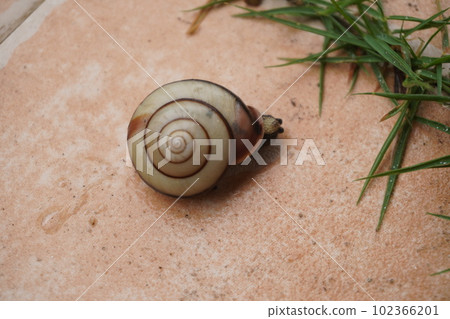 蝸牛在一個雨天 蝸牛在一個雨天 102366201